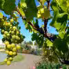 kroenung-der-neuen-wiesbadener-weinkoenigin