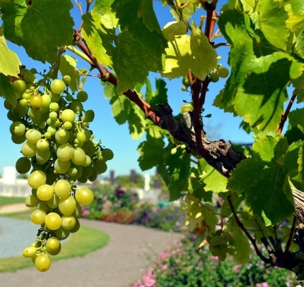 kroenung-der-neuen-wiesbadener-weinkoenigin