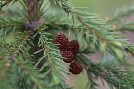 weihnachtsbaum-verkauf-aktuell