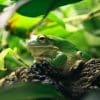 Frühjahrswanderungen der Amphibien -