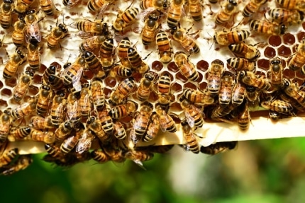 Erstes internationales Bienenrennen im MMK 