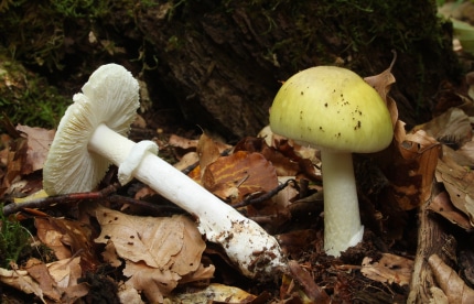 Gruener_Knollenblaetterpilz_Amanita_phalloides_Copyright_Holger_Krisp