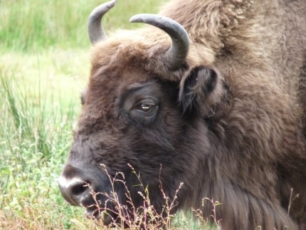 Wildpark 2009-09-13 17-40-48_Wisent